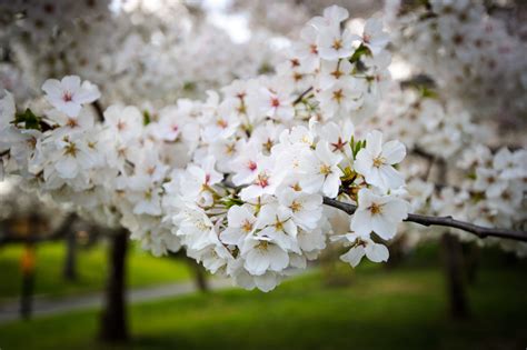 Check spelling or type a new query. A Short History Of Washington's Cherry Trees | HuffPost