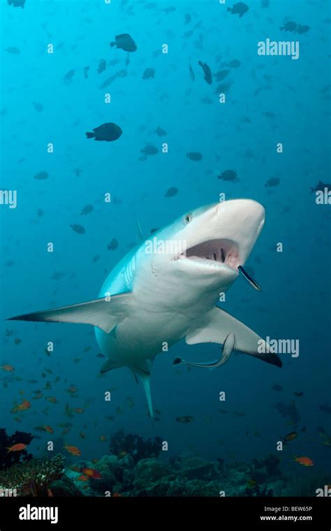 Shark Underwater Fish Fishes Hi Res Stock Photography And Images Alamy