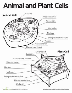 We did not find results for: Animal and Plant Cells | Life science middle school, Cells ...