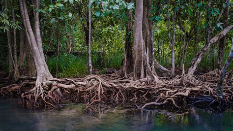 mighty mangrove tree deserves more attention short wave npr