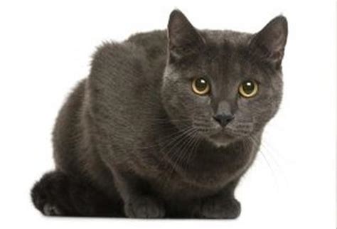 Chartreux Cat Breed Personality Behavior Facts And Characteristics