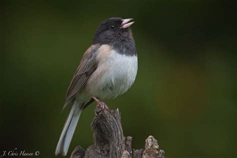 Dark Eyed Junco Singing For A Mate Little Lake Valley Northern