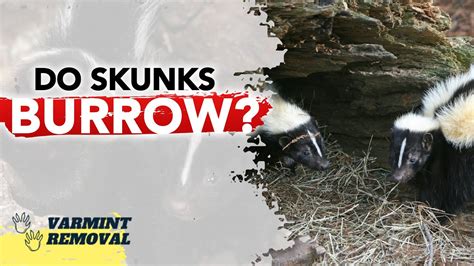 Do Skunks Burrow Exploring Skunk Holes And Burrows Youtube