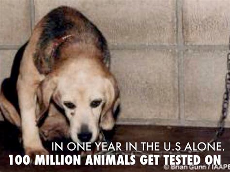 Top 100 Why Is Animal Testing Wrong