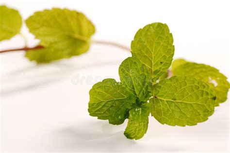 Mint Leaves Stock Image Image Of Spice Herb Wood Green 7582247