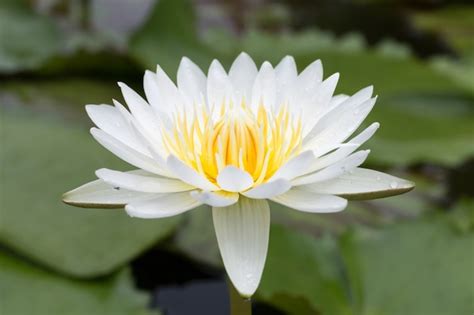 Premium Photo Close Up Lotus Flower