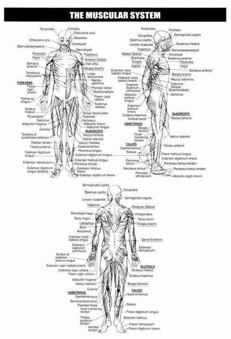 This 6th edition of anatomy: Skeletal System Worksheet Pdf New Skeletal System Worksheet in 2020 | Skeletal system worksheet ...