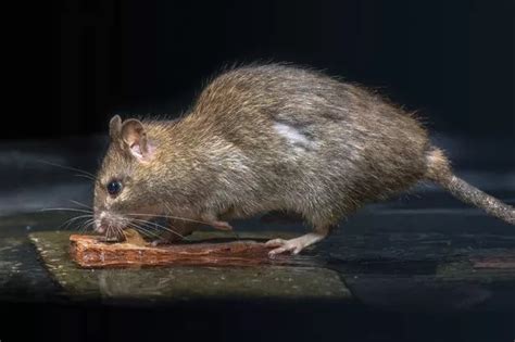 Ultra Rats The Size Of Rabbits Poised To Invade British Homes And