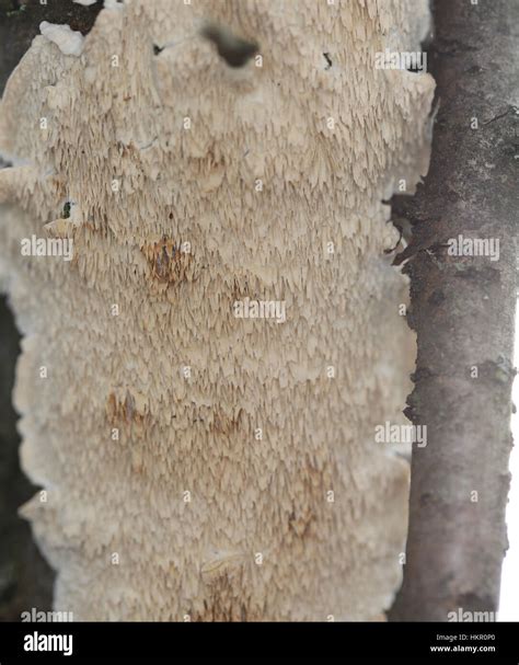 Milk White Toothed Polypore Irpex Lacteus Growing On A Hardwood Tree
