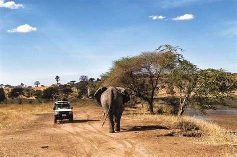 our quick guide to safaris in tanzania finding beyond