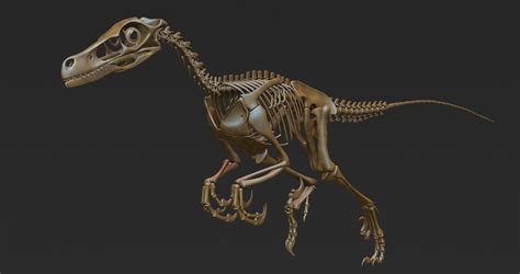 Artstation Velociraptor Skeleton