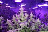 Can You Grow Marijuana With Led Lights Pictures
