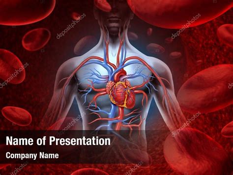 Circulation Human Heart Cardiovascular System Powerpoint Template
