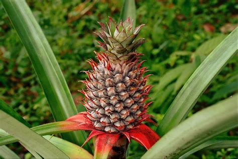 Live Florida Special Pineapple Plant Ananas Comosus Live Etsy