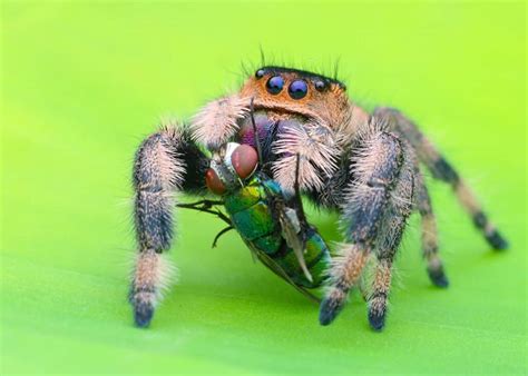 Spider Predators What Eats Spiders Imp World