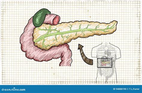 Pancreas Anatomy Human Stock Illustration Illustration Of Human 94888190