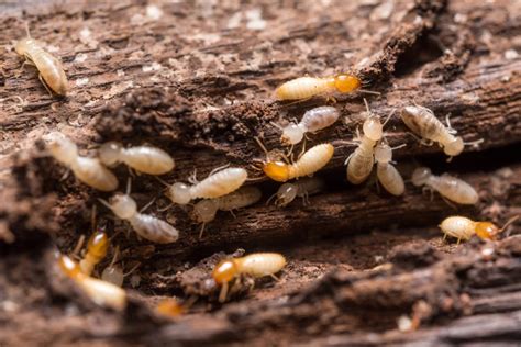 10 Of The Most Common House Pests Pest Brigade