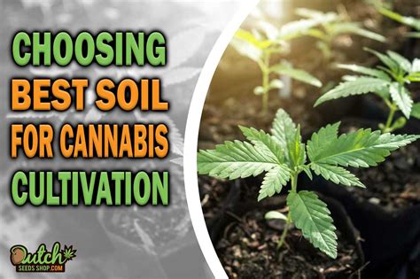 Choosing The Best Soil For Growing Cannabis Dss