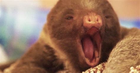 This Sweet Baby Sloth Is Ready For A Nap And That Yawn Just Melted My