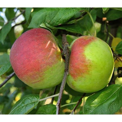 Cortland Apple Tree Semi Dwarf Apple Tree Apple Trees To Plant