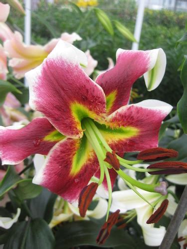 Buy Lily Bulbs Lily Lesley Woodriff Oriental Trumpet Lily Bulbs