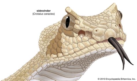 Sidewinder Snake Species Britannica