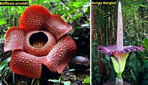 Check spelling or type a new query. Paling Bagus 16+ Sketsa Bunga Rafflesia Arnoldi - Gambar ...