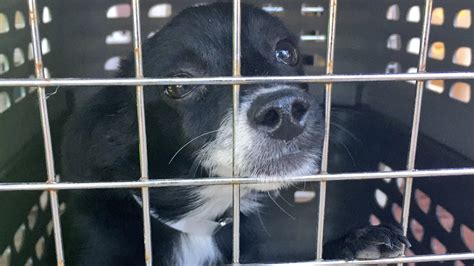 Over 100 Houston Spca Adoptable Dogs Headed To Atlanta To Make Room For