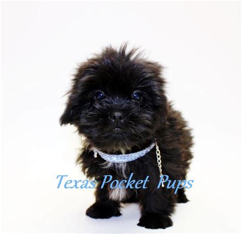 At petme teacup puppies, you will be working with professional, compassionate breeders who take great pride in producing happy we at petme teacup puppies have a zero tolerance toward puppy mills and any substandard or inhumane breeding practices. Dallas TX Teacup Chihuahua Puppies For Sale Dallas Texas ...