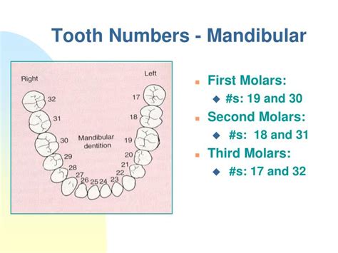 Mandibular Tooth Chart