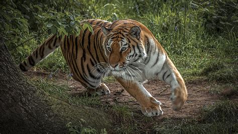 Photos Tigers Big Cats Run Animals 1920x1080