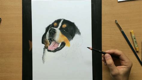 Bernese Mountain Dog Puppy Pencil Drawing Tips On