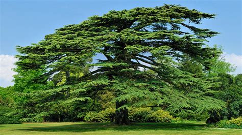 Cedar Cedrus Libani British Trees Woodland Trust