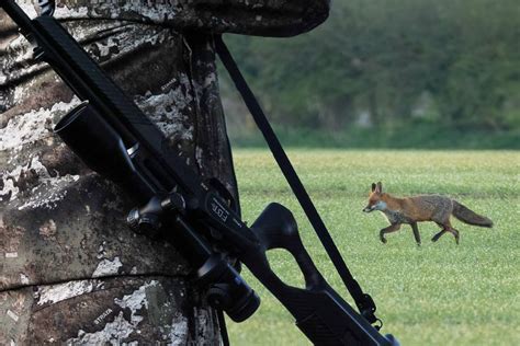 Les clés pour réussir la chasse du renard à l approche ou à l affût