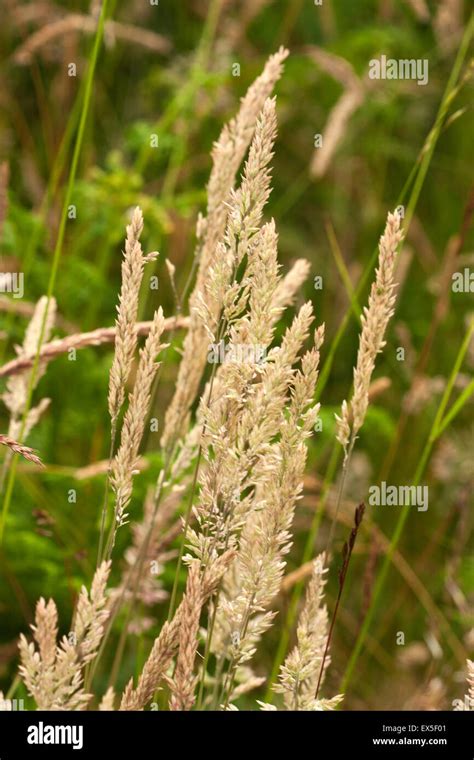Creeping Soft Grass Seed Heads Stock Photo Alamy