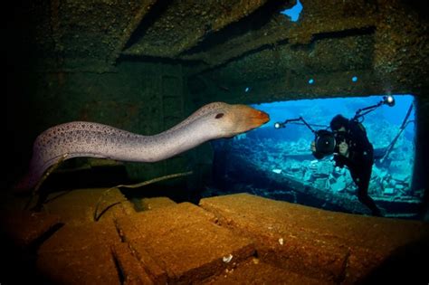 Giant Moray Eel Taken Inside The Wreck Of The Chrisoula K In The