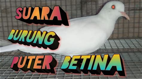 We did not find results for: Suara burung puter betina - YouTube