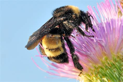 Once both users get onboard, you can get to chatting without worrying about exchanging your. American Bumble Bee - female Bombus pensylvanicus | It ...