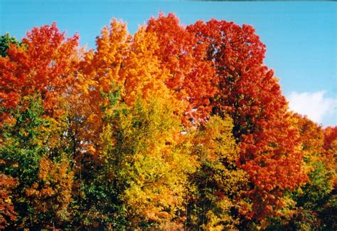 Head in the Clouds Amherst: Essential Fall Foliage Apps for Smart Phones