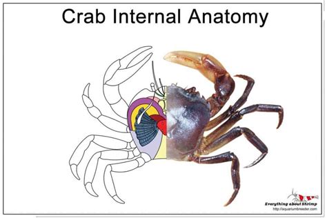 Crab Internal Anatomy Shrimp And Snail Breeder