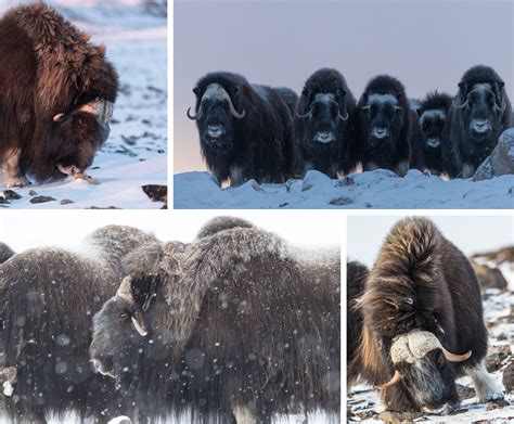 Arctic Survivors Photographing The Musk Oxen With Jonas Beyer