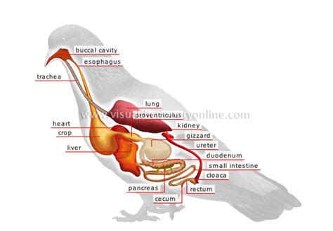 The Anatomy Of Birds Anatomy Diagram Source