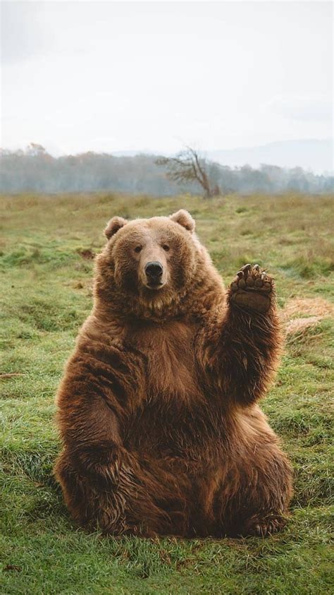 Funny Bear Iphone Wallpaper Iphone Wallpapers