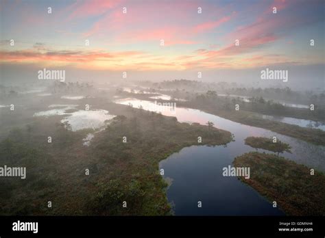 Dawn In The Swamp Stock Photo Alamy