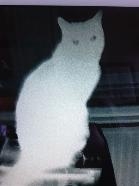 Ghost Cat Not Really😃 Ghost Cat Cats Animals