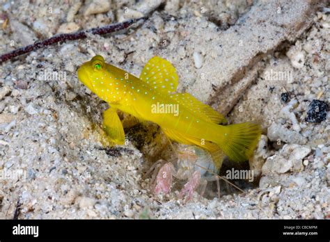 Yellow Prawn Goby In Symbiotic With Snapping Shrimp Cryptocentrus