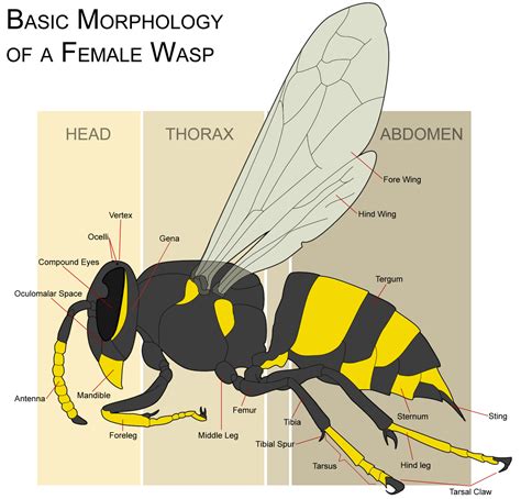 Microscope World Blog Wasp Eye Under Microscope