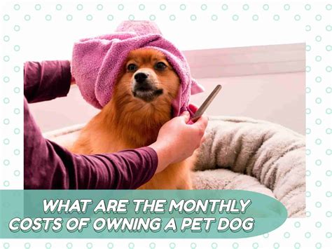 What Are The Monthly Costs Of Owning A Pet Dog In The Philippines