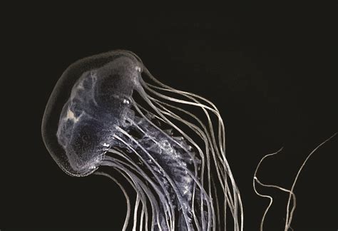 Chesapeake Creatures Jellyfish Of The Bay