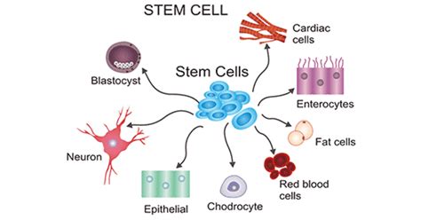 Stem Cells All About Their Unique Abilities And More